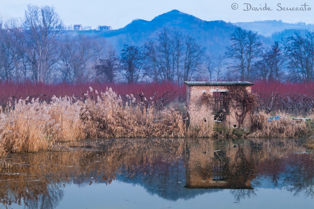 Casot reflection in a pond