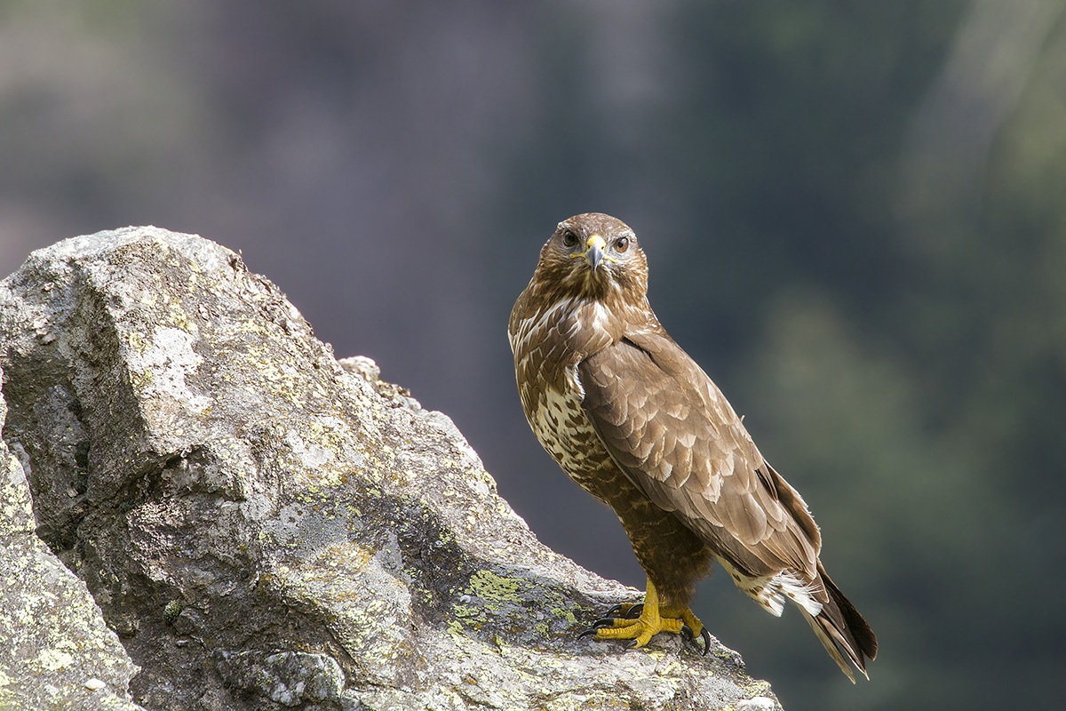 lo sguardo della poiana