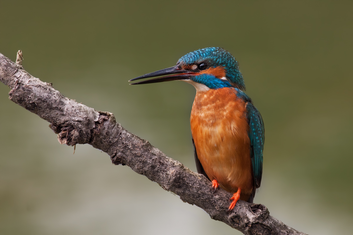 Kingfisher