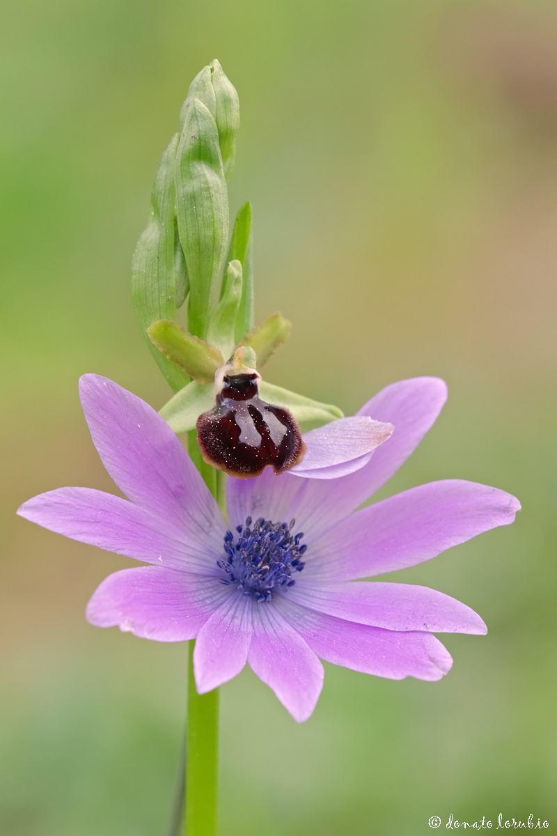 composition with Ophrys passionis