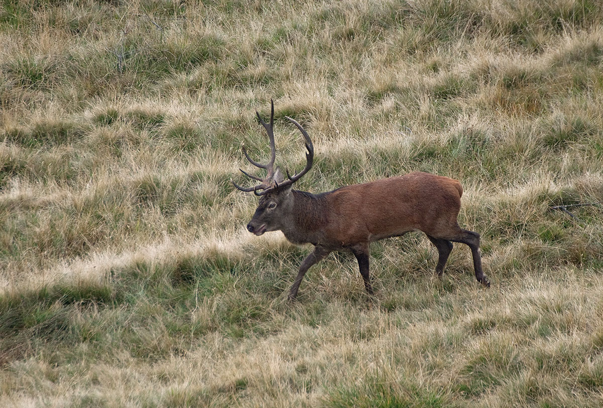 Deer m.