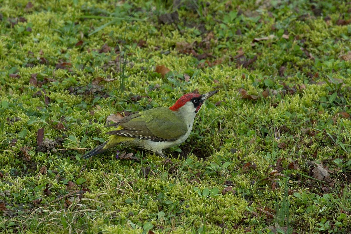 Green Woodpecker