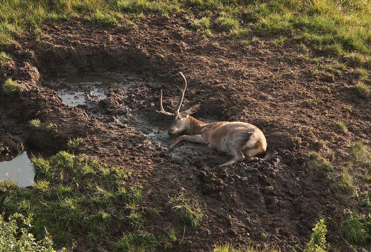 Deer m. Velvet rolls in the mud to get rid of parasites