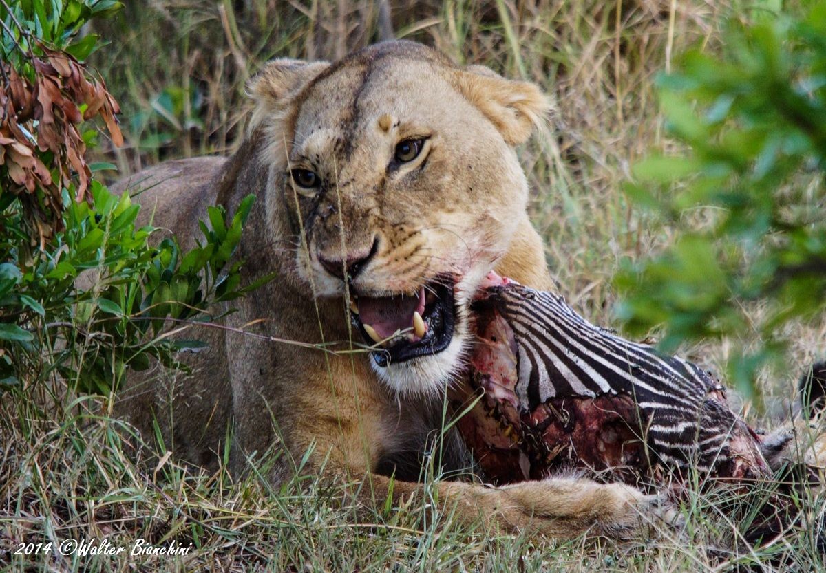 la testa della preda