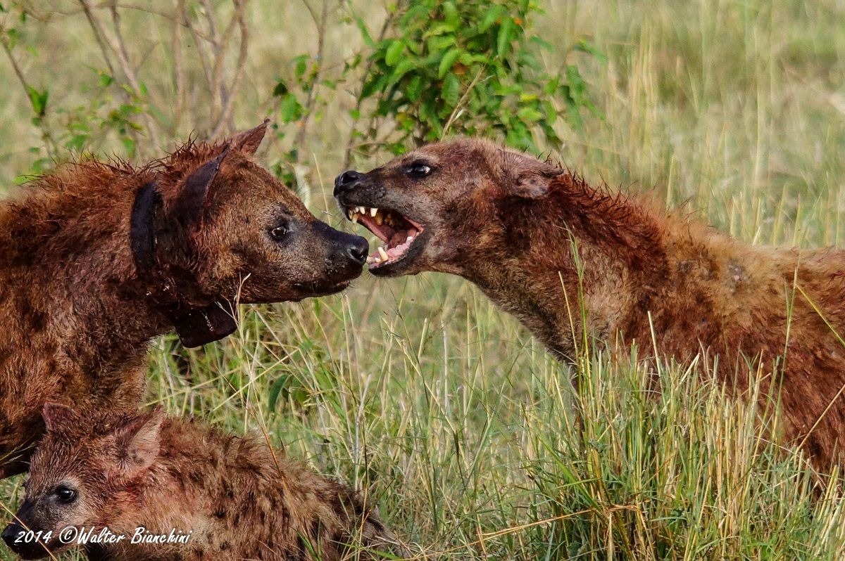 batti becchi tra iene