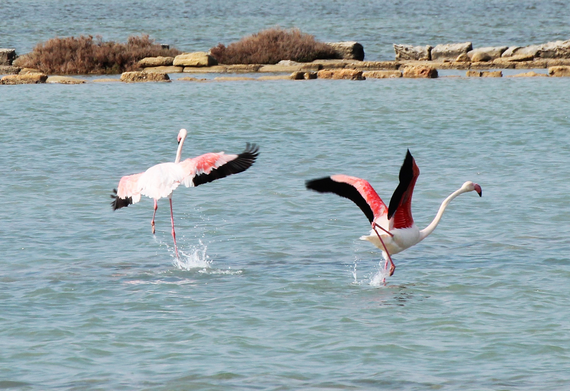 Flamingos Dance
