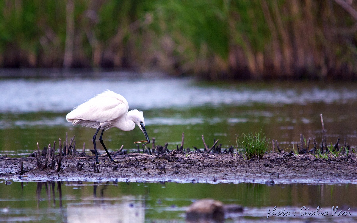 Garzetta a colazione
