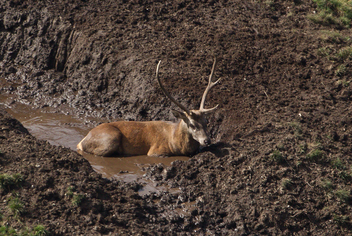 Deer m. wallowing in the mud to get rid of parasites
