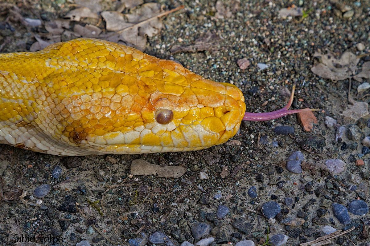 Albino python 2