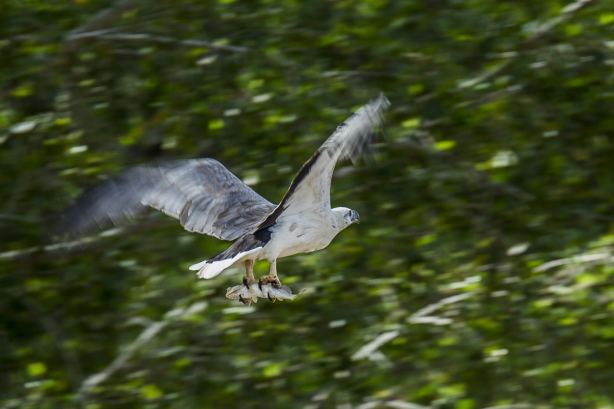fish eagle borneo