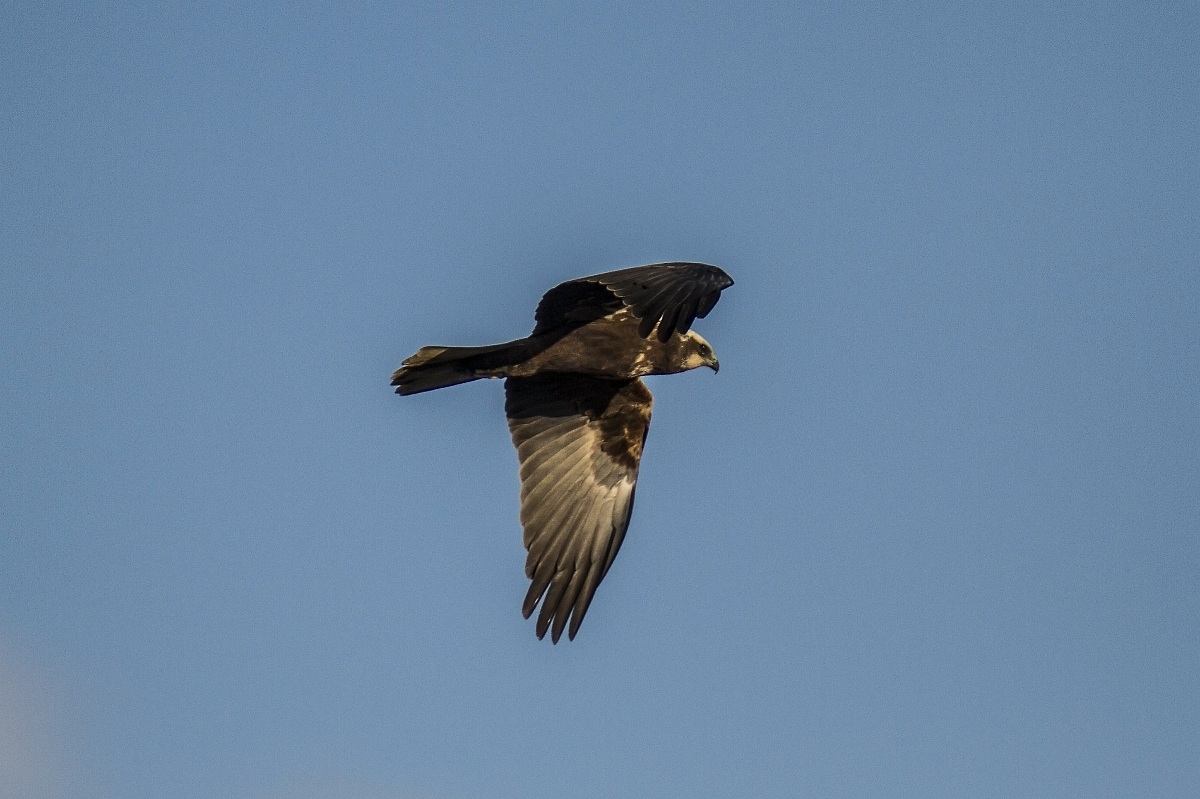 marsh harrier