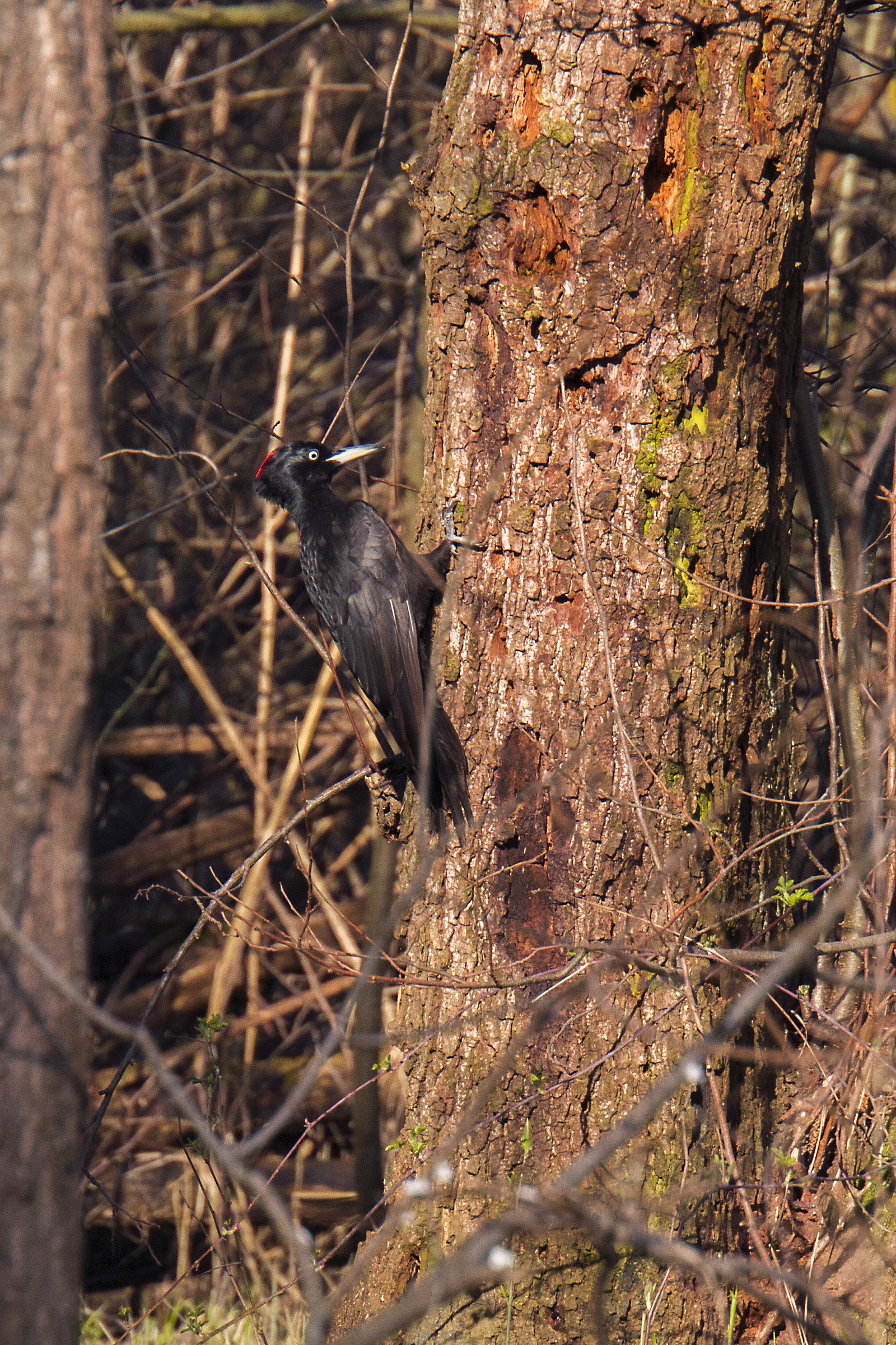 black woodpecker hooray!