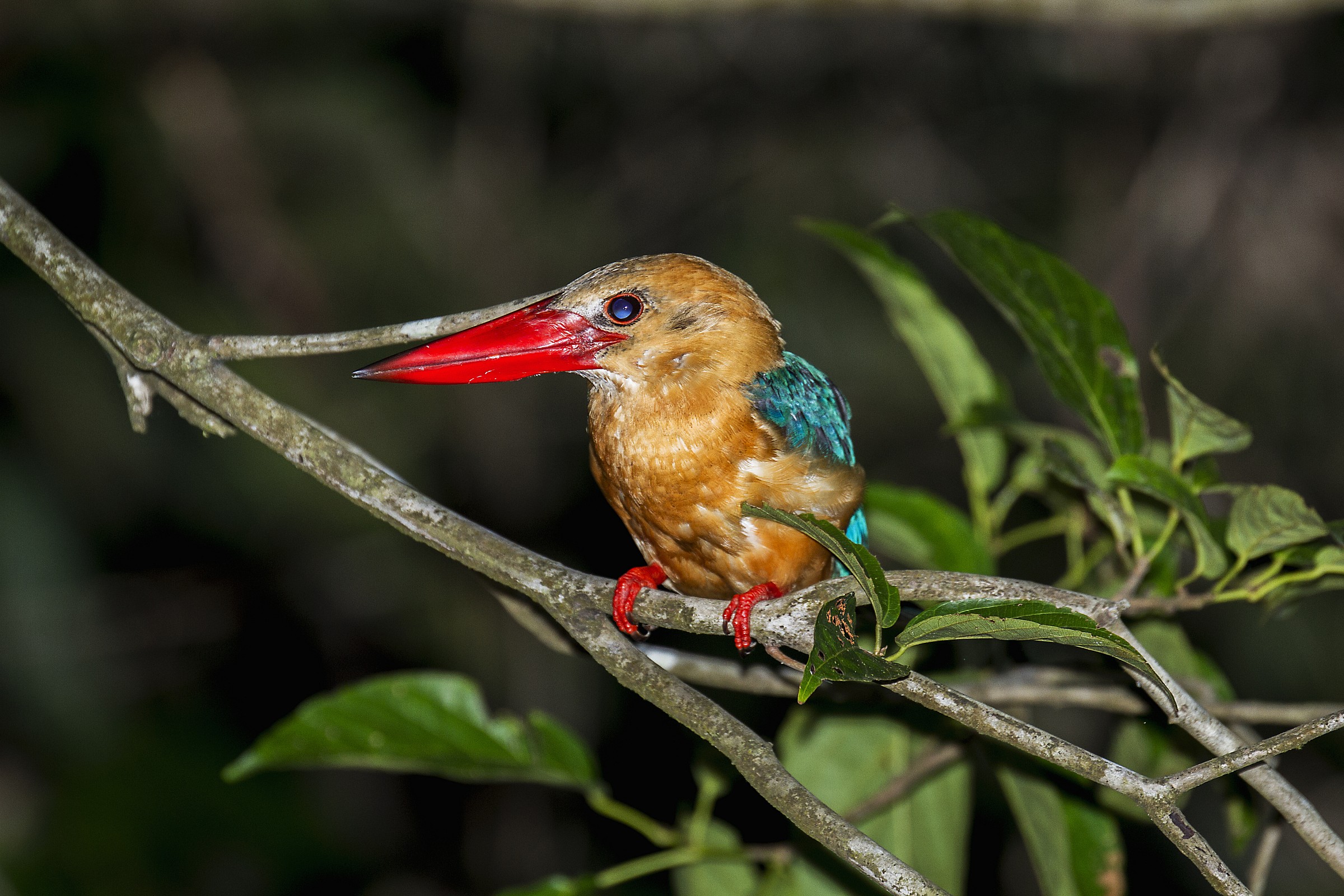 Stork-billed kingfisher