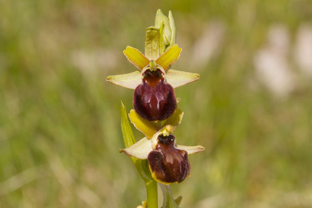 ophrys sphegodes
