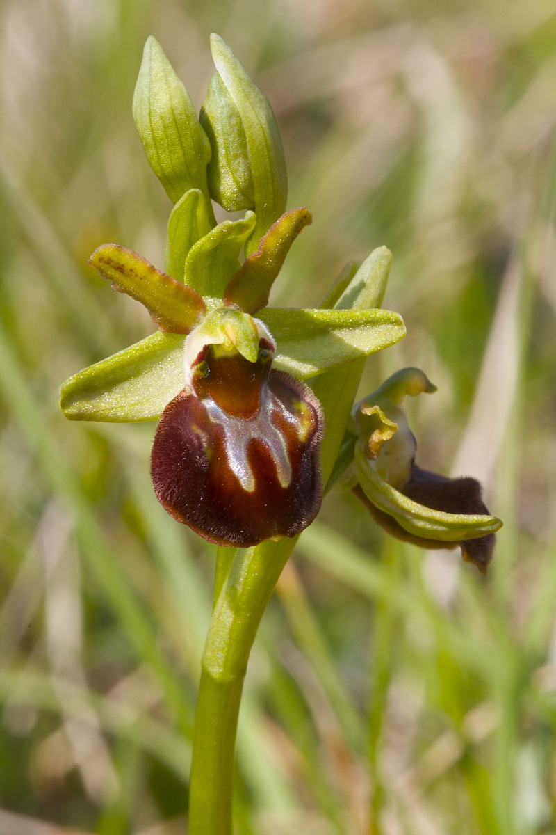 ophrys sphegodes