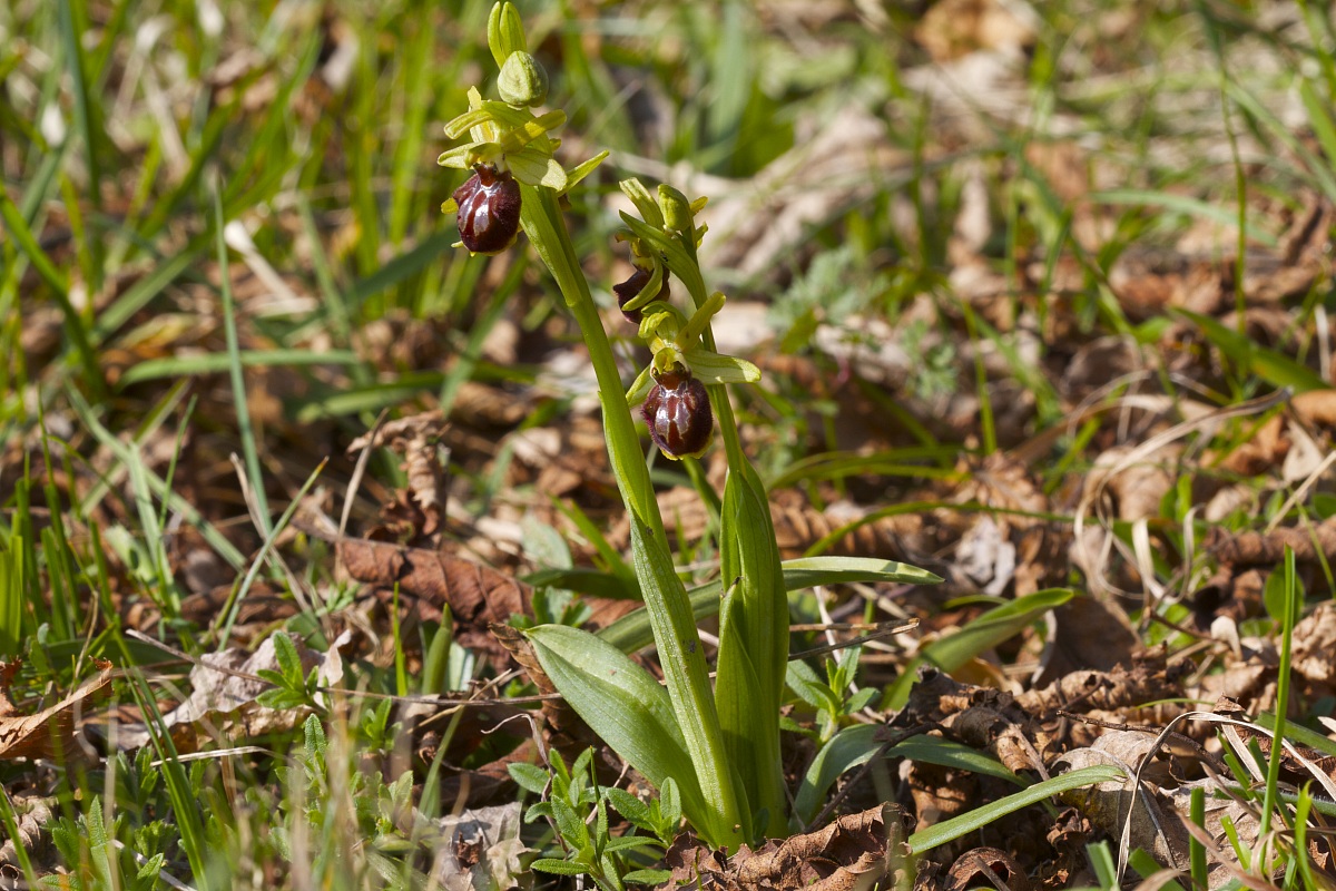 ophrys sphegodes