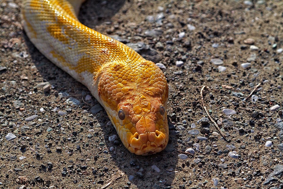 Python albino1