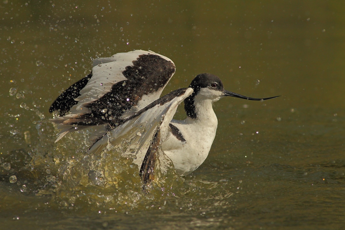 Avocetta