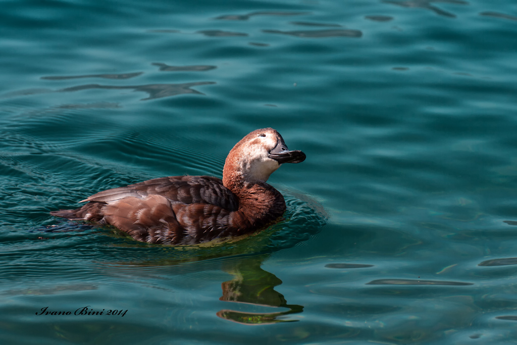 Pochard female