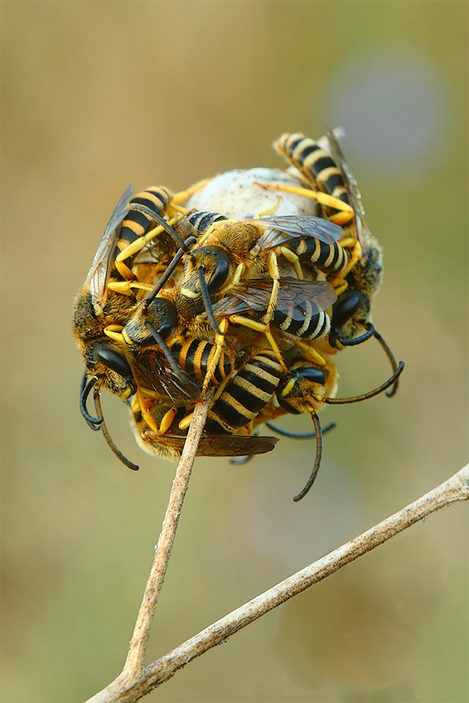 Chupa Chups wasps