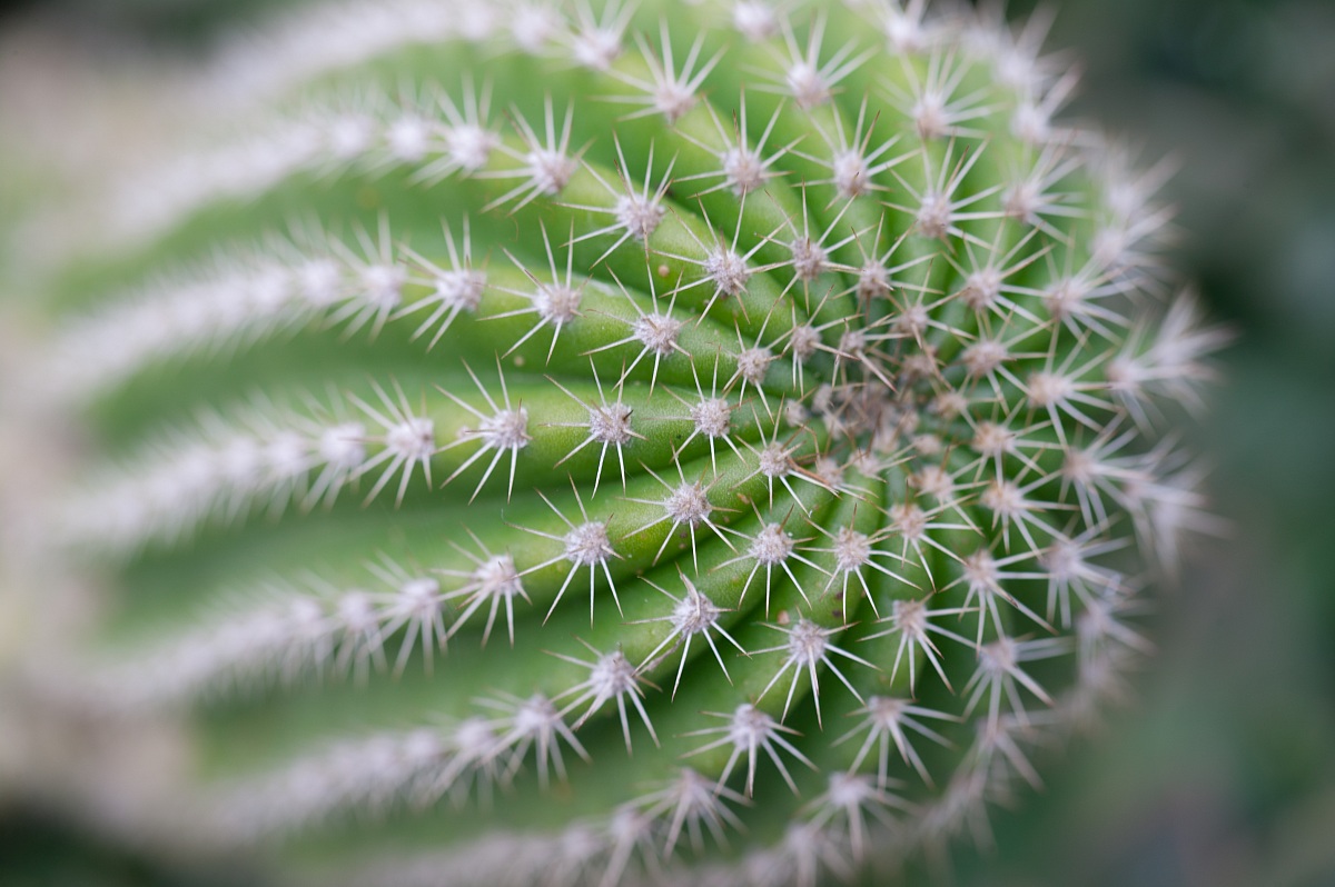 Il Classico Cactus che tutti prima o poi Fotografiamo