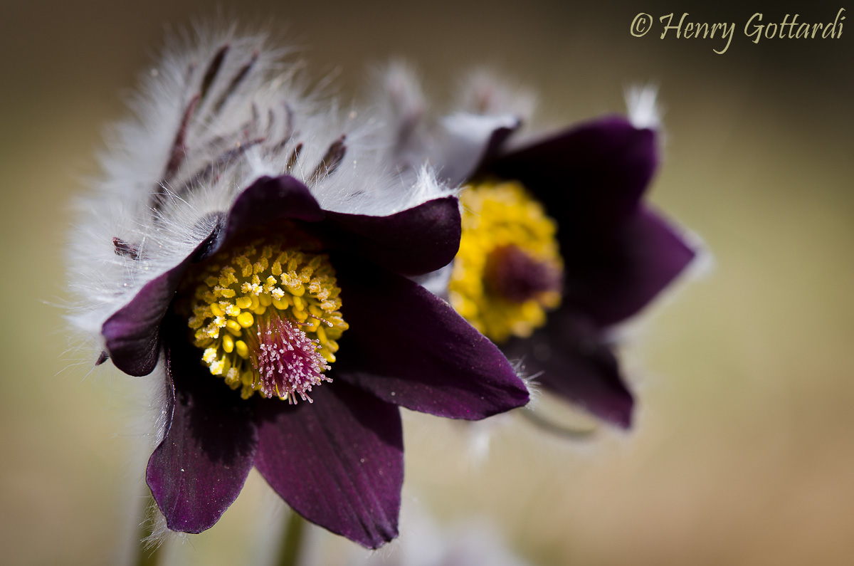 pulsatilla vulgaris
