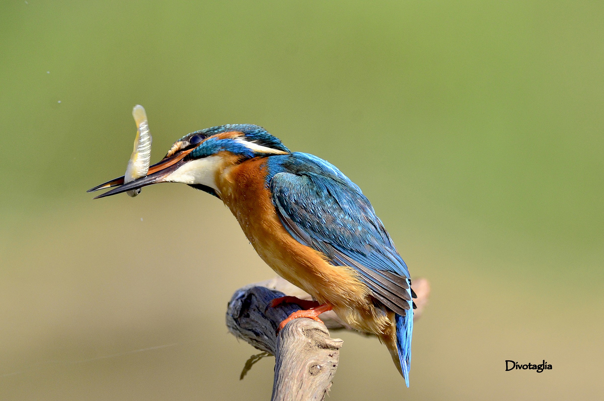 Martin pescatore (Alcedo atthis)