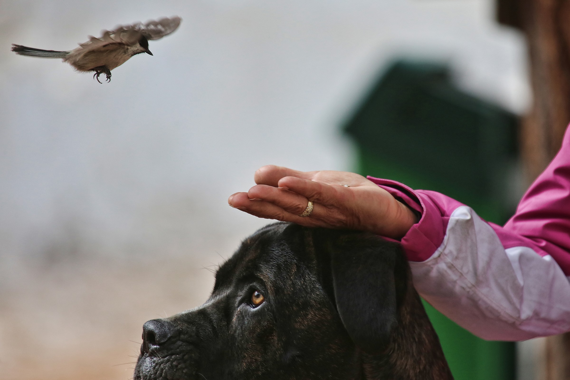 non mi fai paura cagnaccio....