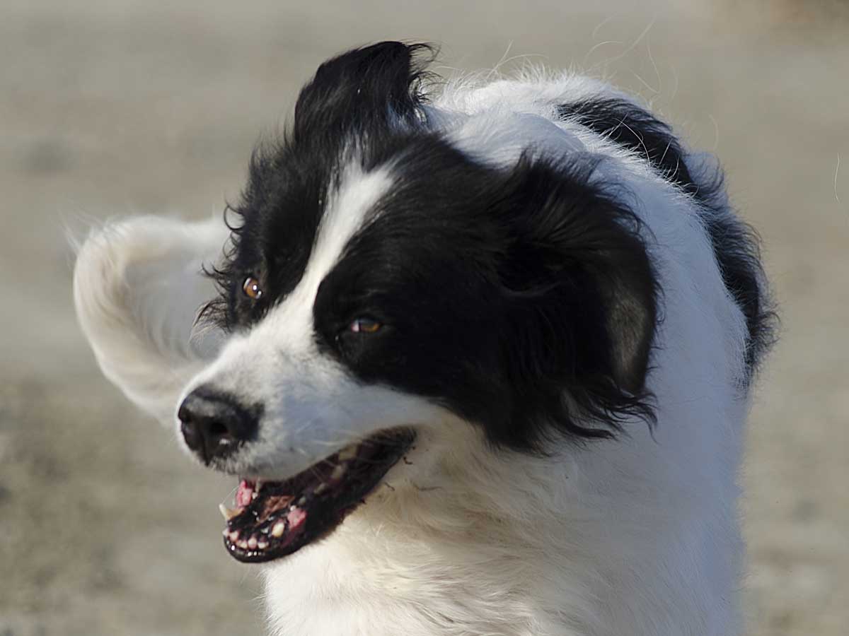 Terranova a Porto Garibaldi