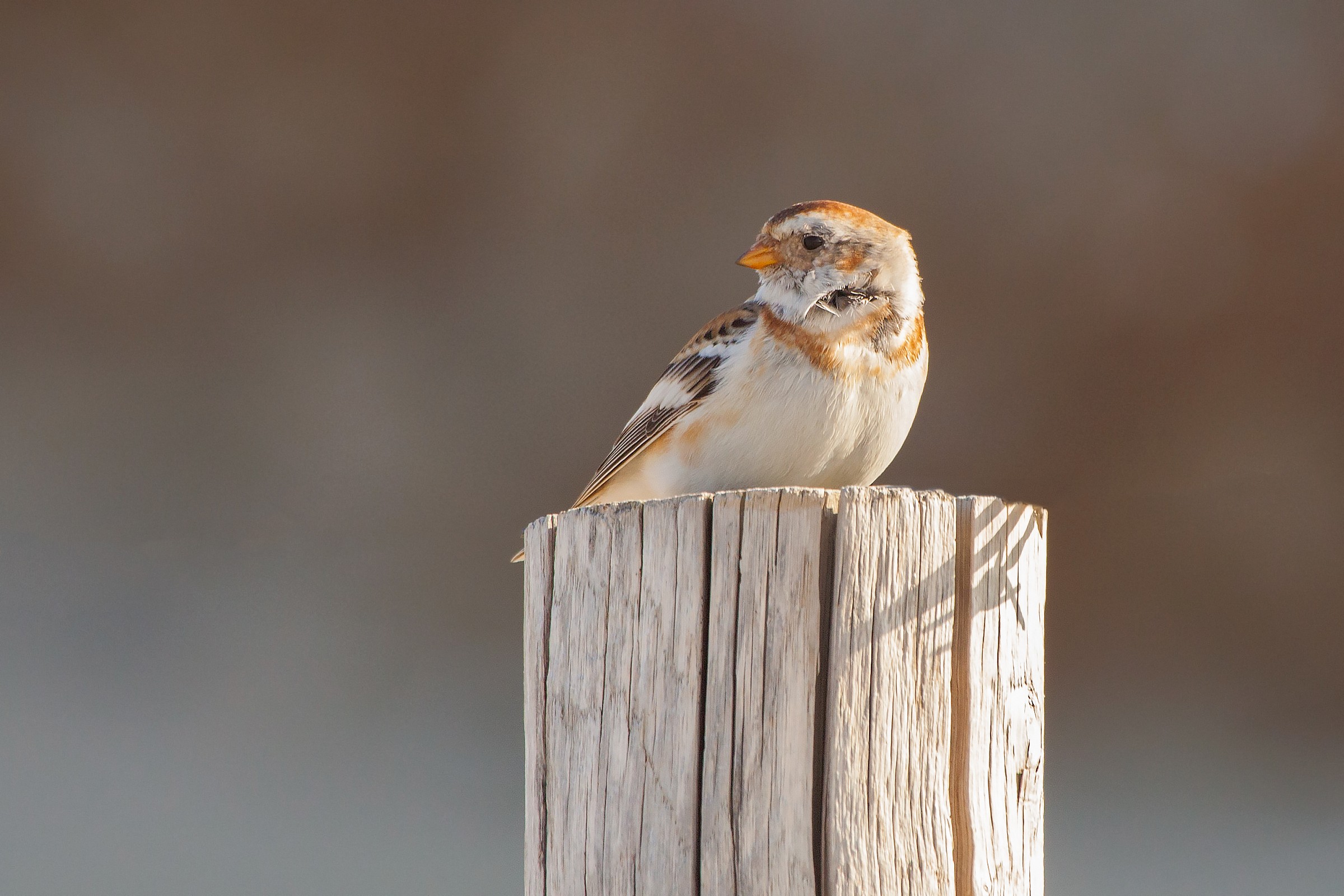 Snow Bunting