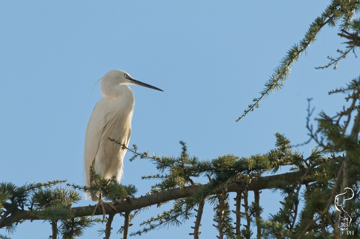 Il riposo dell'aviatore