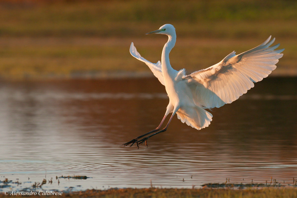 Egret in landing