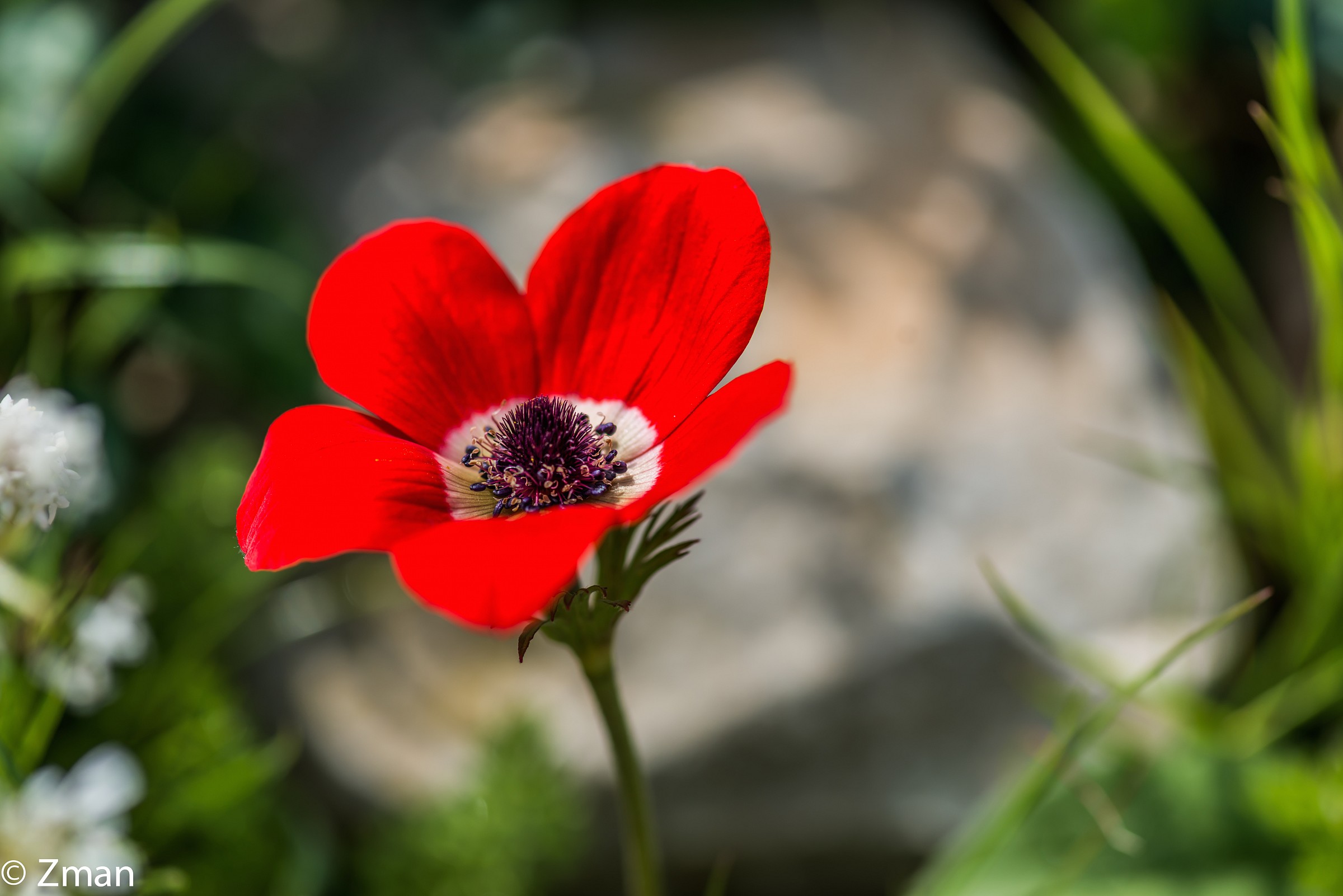 Fiore Coquelicote nel selvaggio