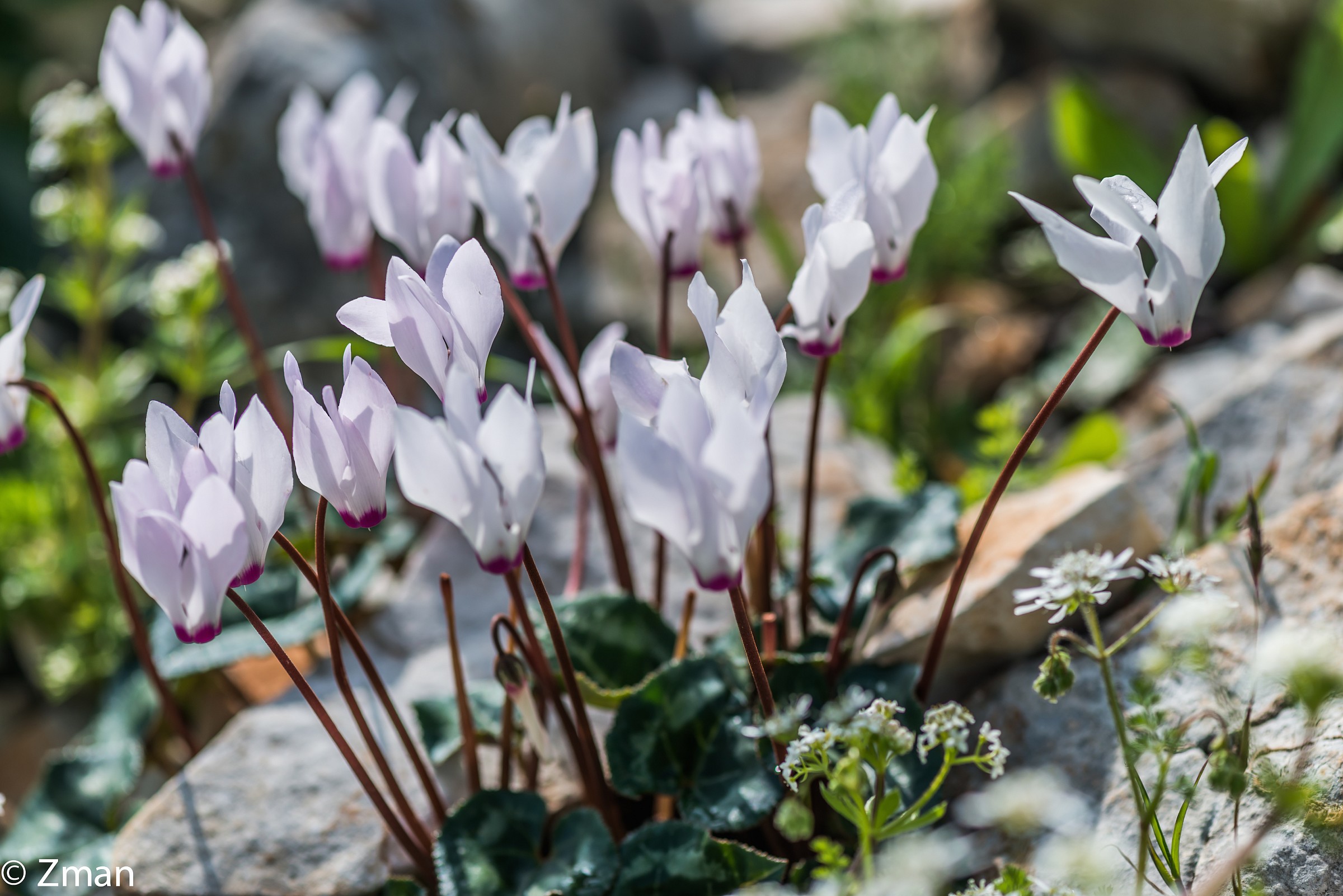Skawkaa fiori bianchi selvatici