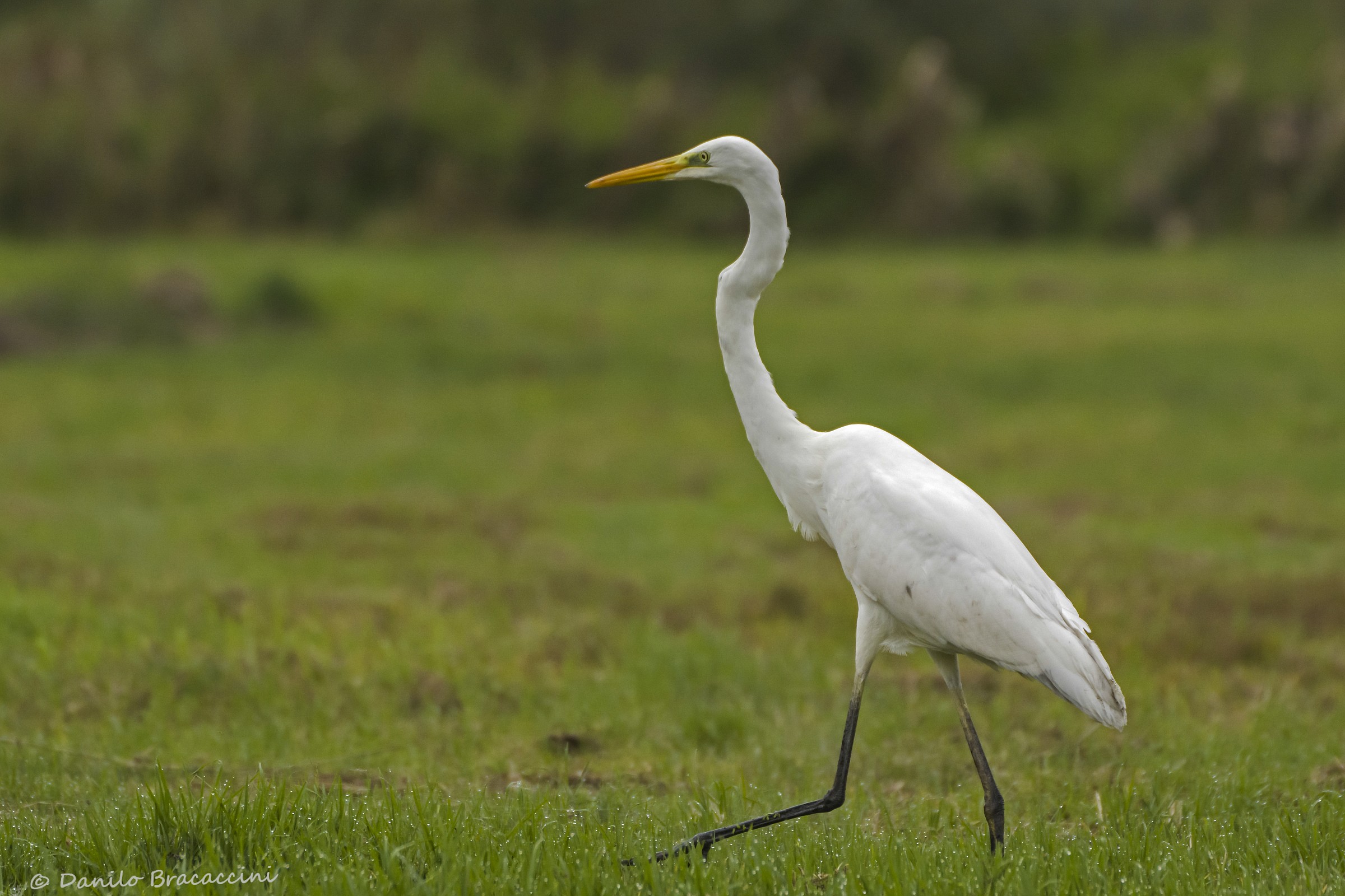 Bianco in passeggiata