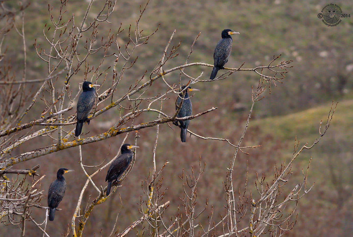 Do, Sol, Re, Fa diesis, Si