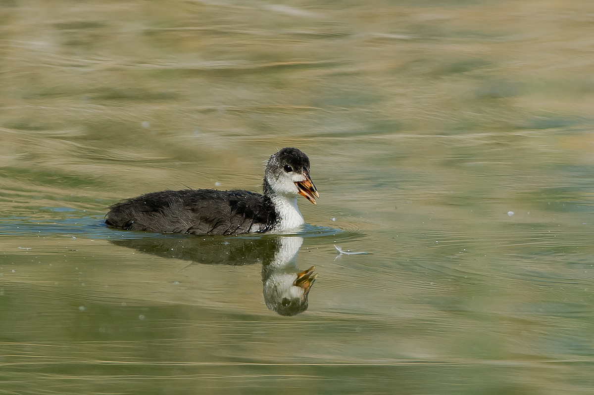 Small coot