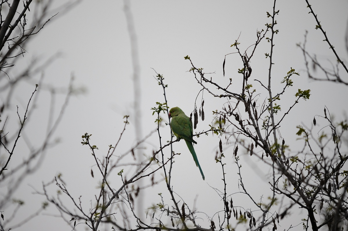 Pappagallo a Villa Torlonia