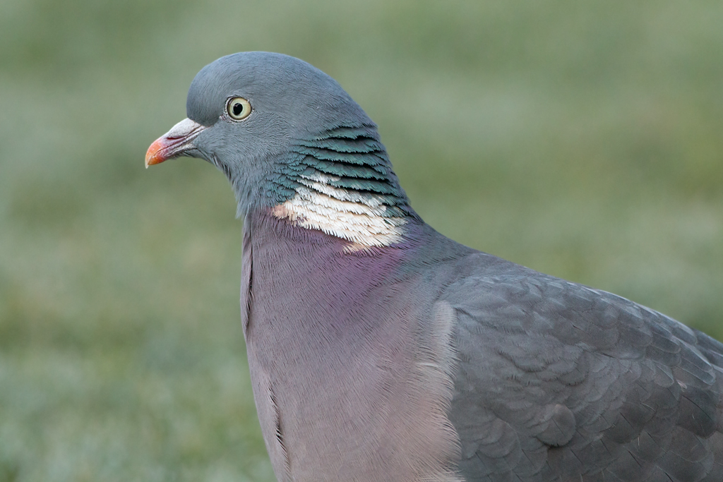 Columba palumbus