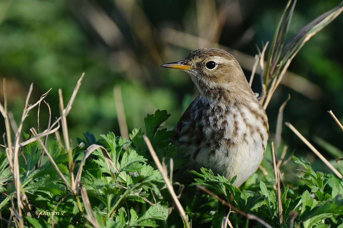 water pipit
