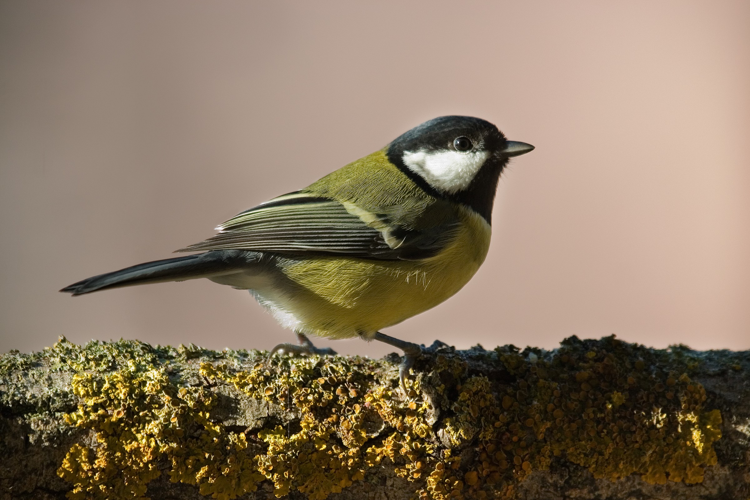 great tit