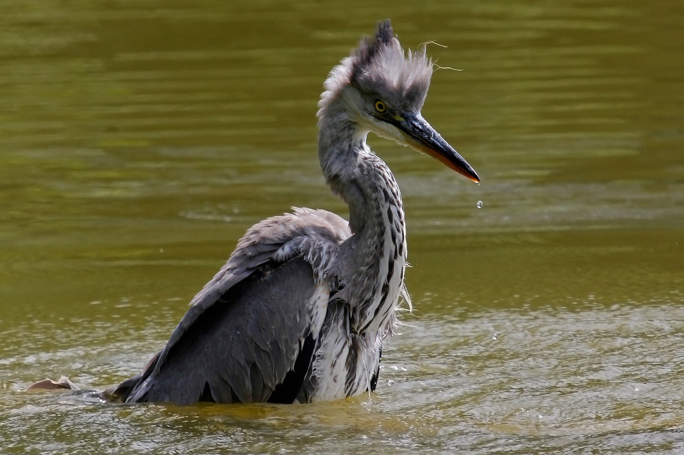 Young Heron