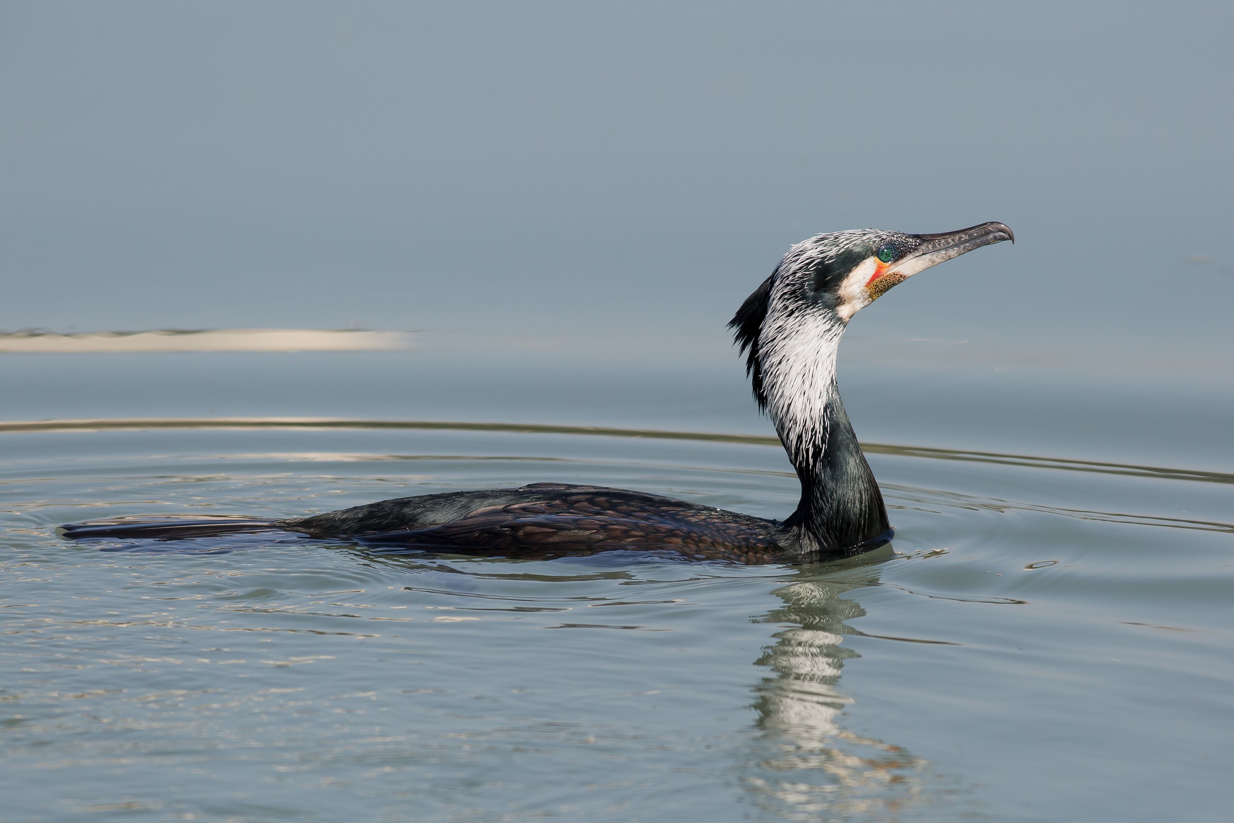 Cormorant