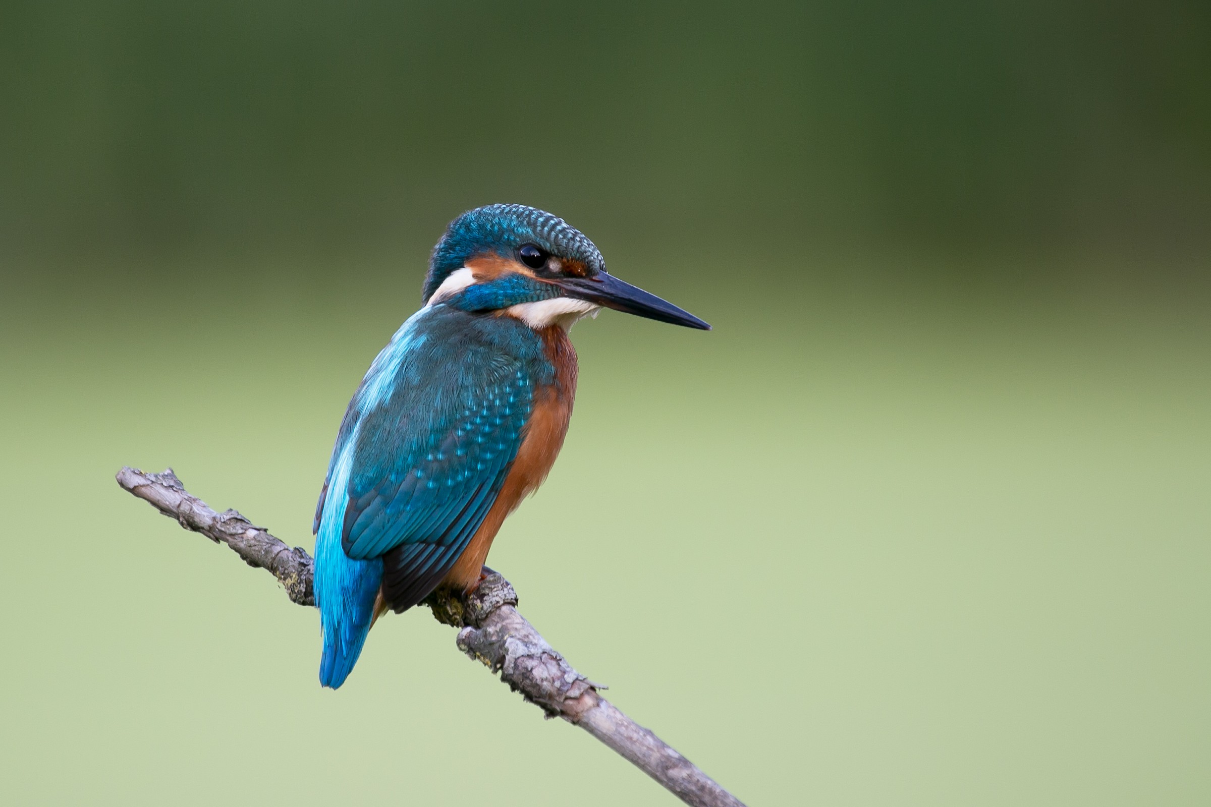 Kingfisher