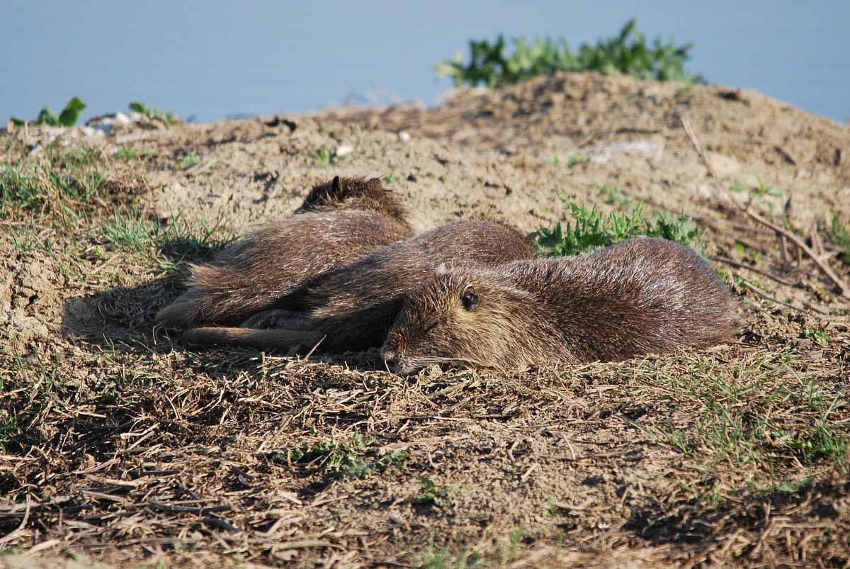 Nutria