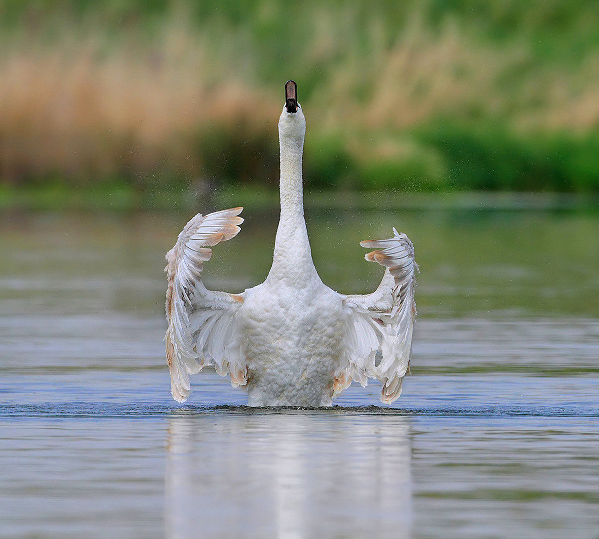 * Il cigno dirigente