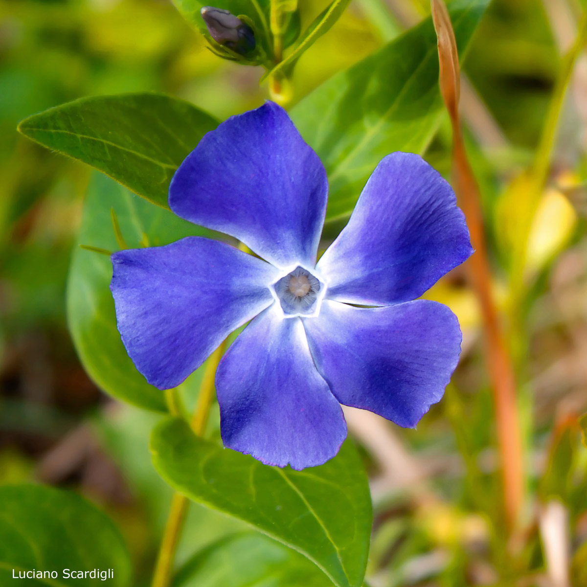 Pervinca,MG_0988