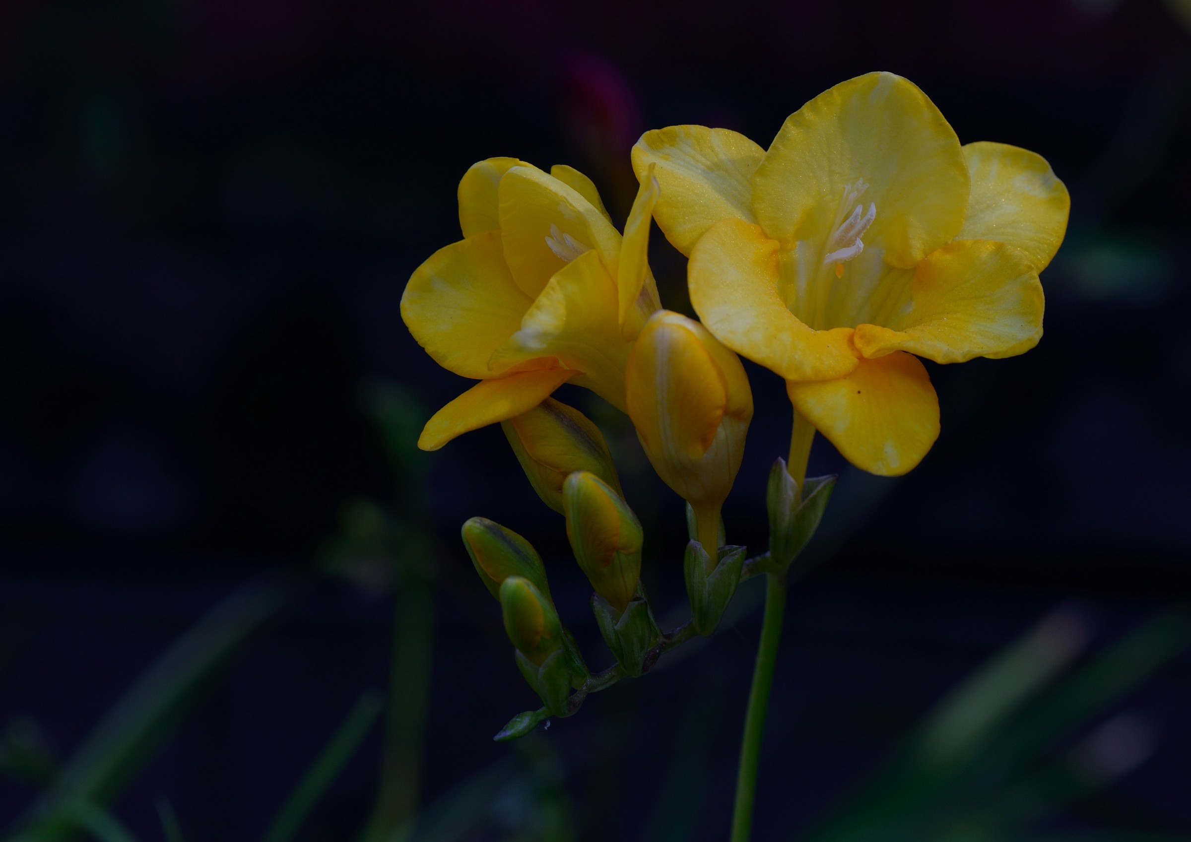 Freesia