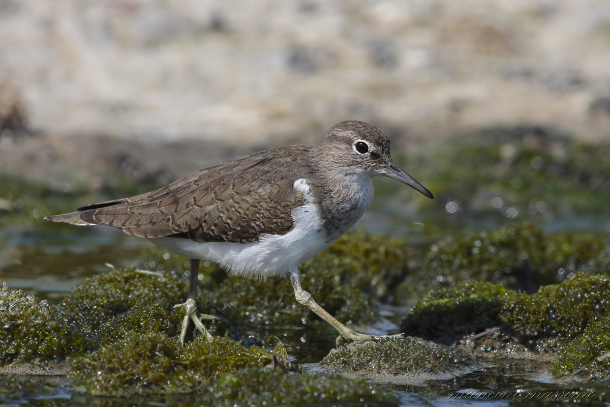 Piro piro piccolo(Tringa hypoleucos)