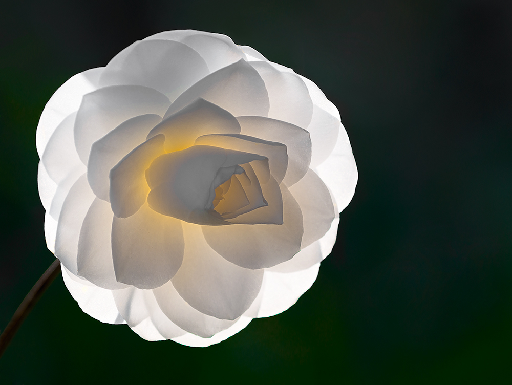 Camelia controluce al tramonto